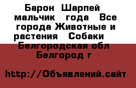 Барон (Шарпей), мальчик 3 года - Все города Животные и растения » Собаки   . Белгородская обл.,Белгород г.